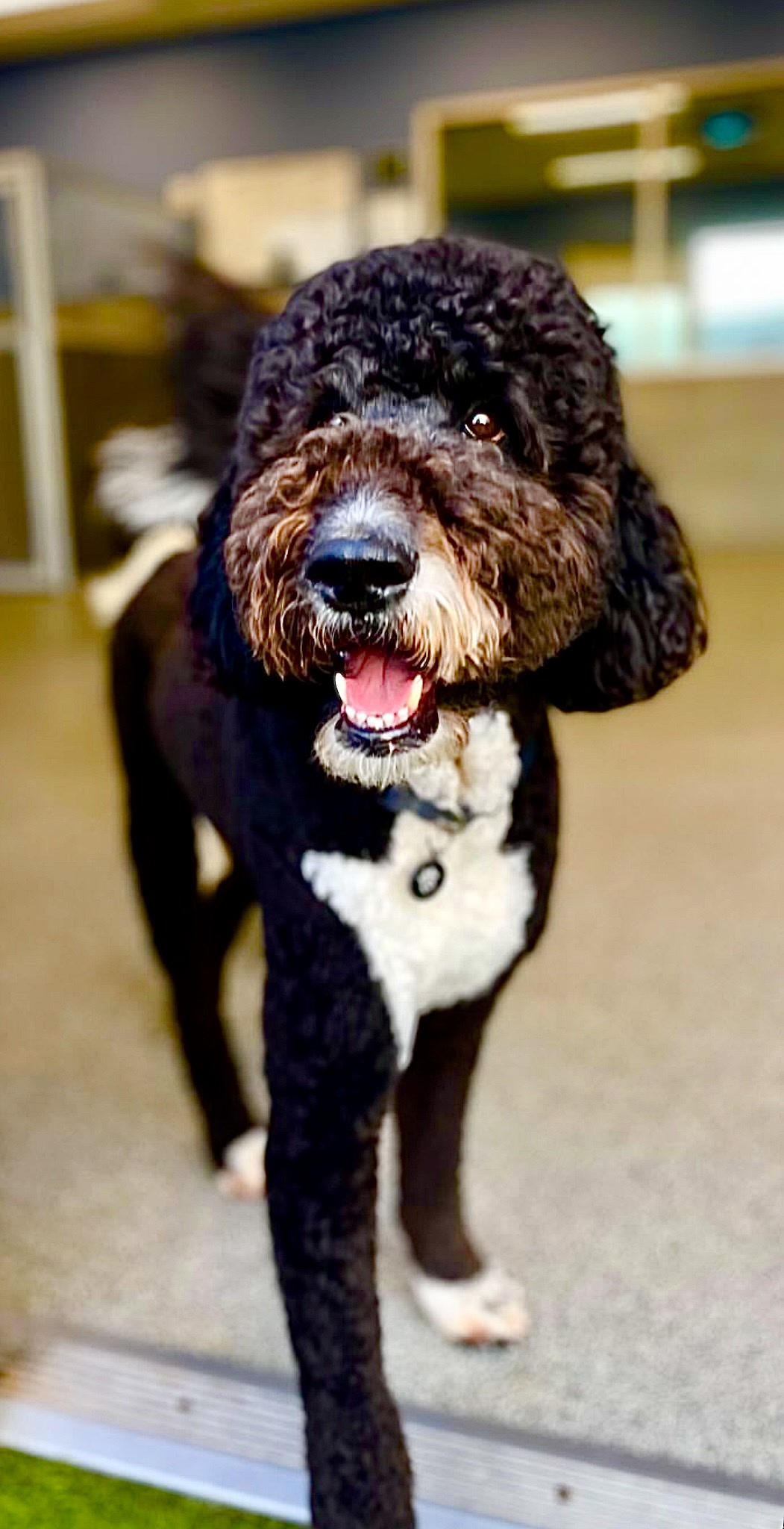 Finn, a rescued Bernedoodle, close to the camera